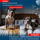 Not Here Spray - Dile adiós a los accidentes peludos